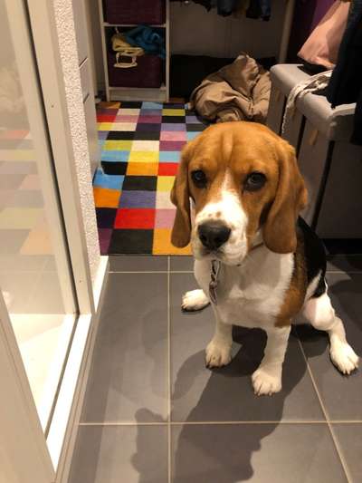 Dogorama Photo Challenge - Portrait-Beitrag-Bild