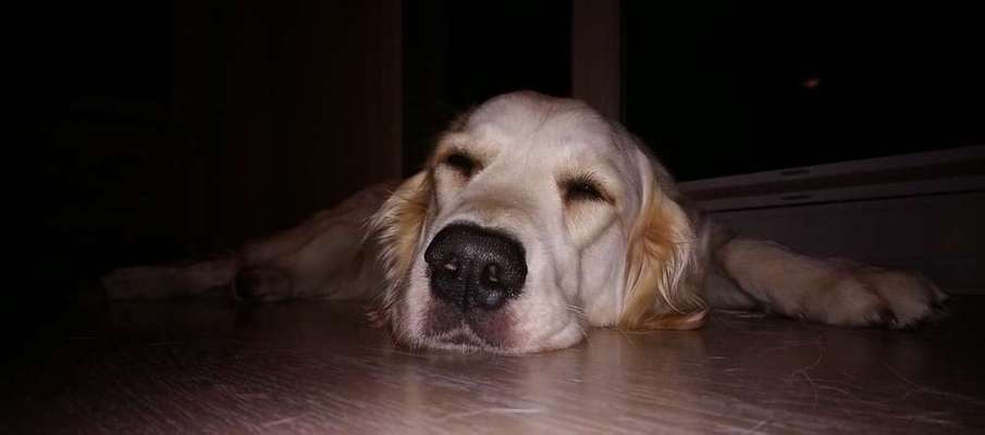 Dein Hund im Dogorama-Kalender 2021-Beitrag-Bild