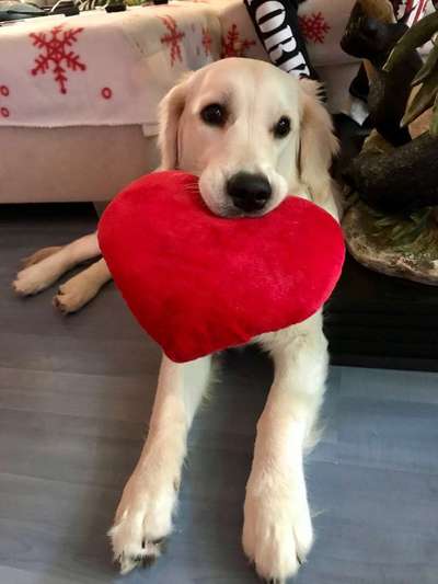 Dein Hund im Dogorama-Kalender 2021-Beitrag-Bild