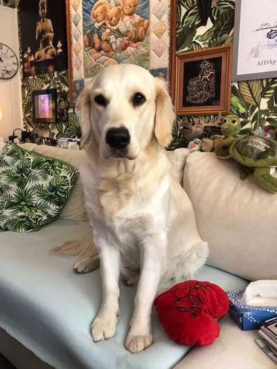 Dein Hund im Dogorama-Kalender 2021-Beitrag-Bild