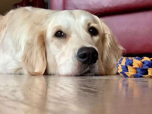 Dein Hund im Dogorama-Kalender 2021-Beitrag-Bild