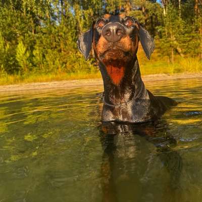 Hundetreffen-Kumpels zum toben gesucht ,Lauffreudige Hunde mit oder ohne Maulkorb alles gern gesehen und willkomm