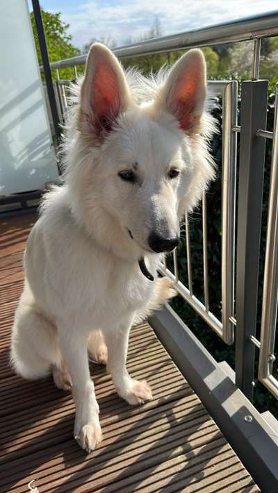 Weisse Schäferhunde-Beitrag-Bild