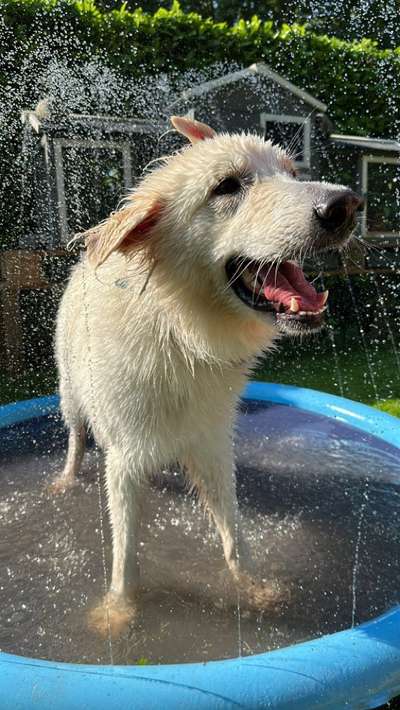 Weisse Schäferhunde-Beitrag-Bild