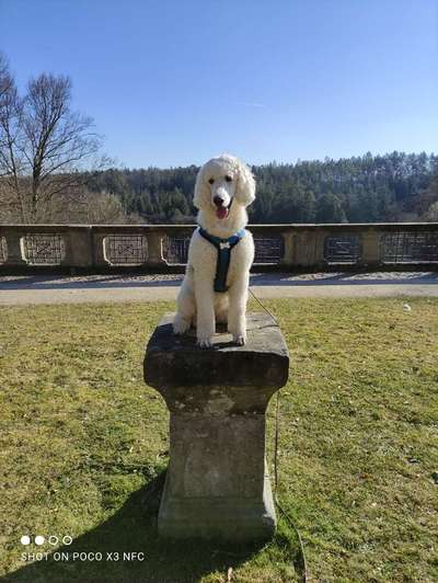 Hundetreffen-Gemütliche Gassi & Spielrunde-Bild