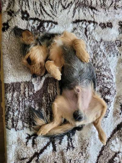 Dogorama Photo Challenge - Zeigt her eure Bäuche-Beitrag-Bild