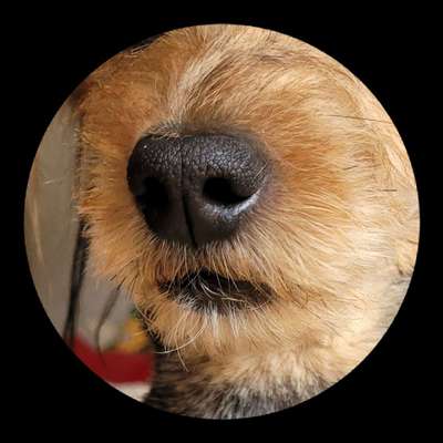 42. Handy Fotochallenge - Den richtigen Riecher haben-Beitrag-Bild