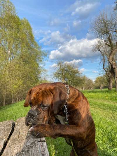 Deutsche Boxer-Beitrag-Bild