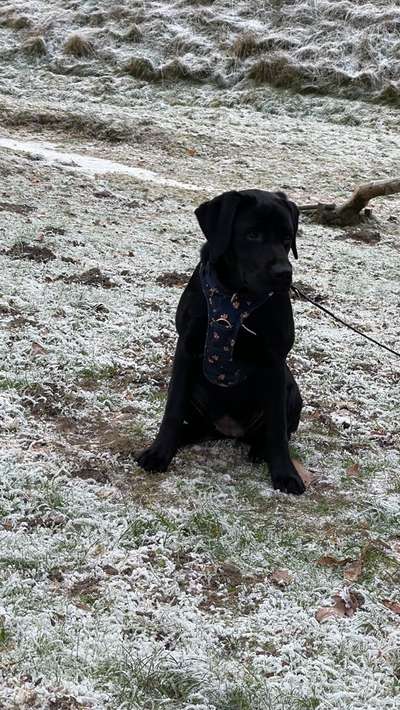 Dogorama Photo Challenge - Winterstimmung-Beitrag-Bild