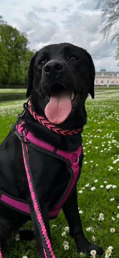 Hundetreffen-Spiel und Spaß und lernen.-Bild