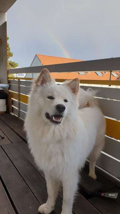 Seltene Rassen!-Beitrag-Bild