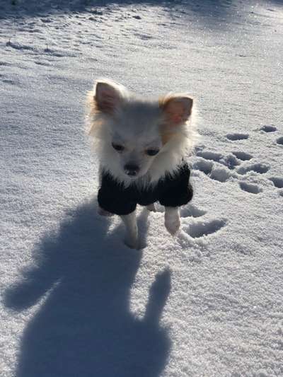 Fotochallenge 61 ~ Schnee-Beitrag-Bild