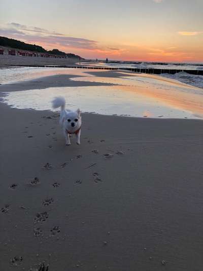 Die Dogorama Wochen Challenge: “Dein Hund im Urlaub”-Beitrag-Bild