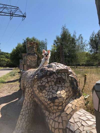 Dein Hund im Dogorama-Kalender 2021-Beitrag-Bild