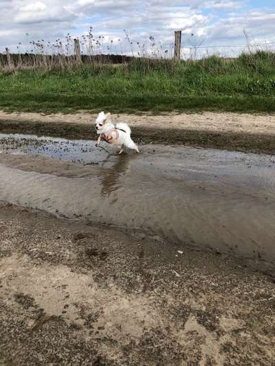 Hund und Natur-Beitrag-Bild