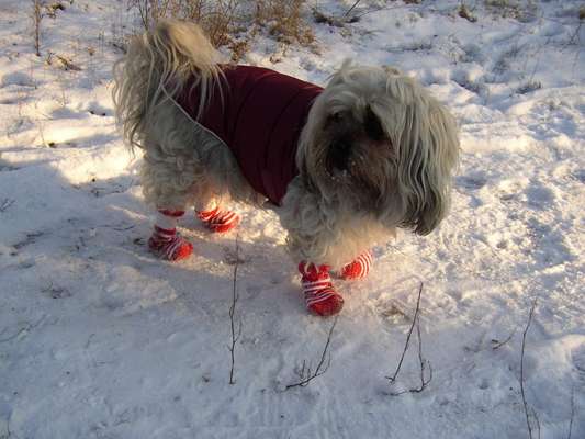 Welpe im Winter Tipps?-Beitrag-Bild