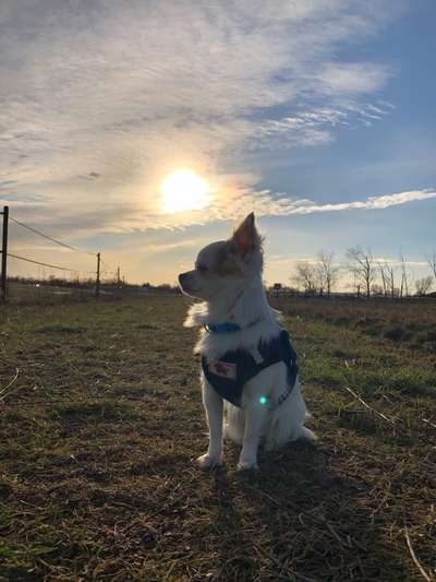 Hund und Natur-Beitrag-Bild