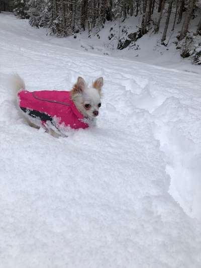 Kleine Hunde ganz Groß-Beitrag-Bild