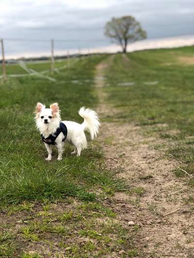 Hund und Natur-Beitrag-Bild