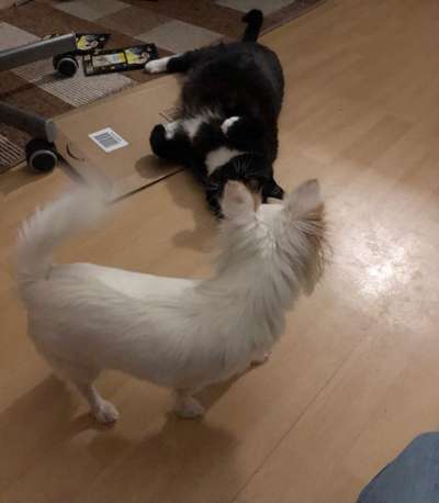 Hund und Katz Momente-Beitrag-Bild