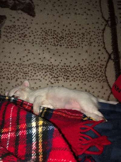 Welpen Bilder !-Beitrag-Bild