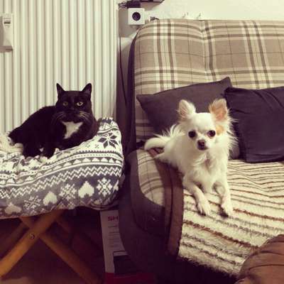 Hund & Katze - Zusammenleben-Beitrag-Bild