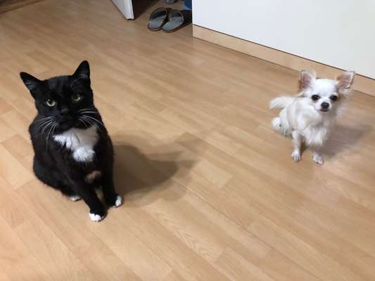 Hund & Katze - Zusammenleben-Beitrag-Bild