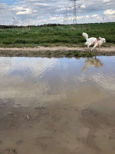 Hund und Natur-Beitrag-Bild