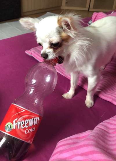 Angewohnheiten eurer Fellnasen-Beitrag-Bild