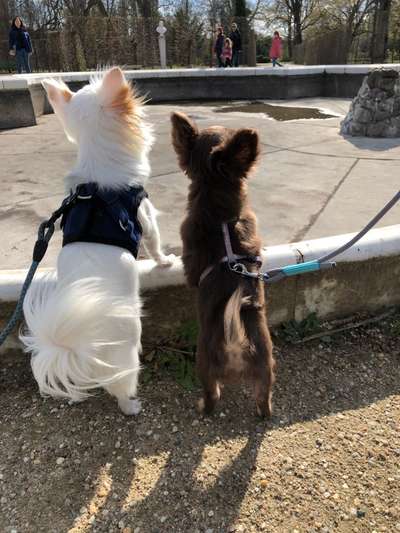 BIG LOVE :) mit 2 Hunden❣️-Beitrag-Bild