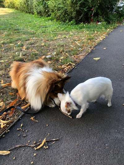 Bester Freund, Hundekumpel - zeigt her!-Beitrag-Bild