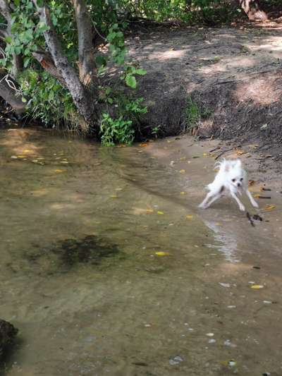 Challenge Nr. 16         Dynamik - Dein Hund in Bewegung-Beitrag-Bild