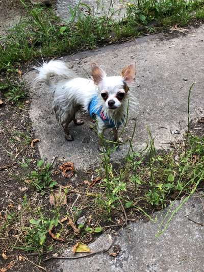 FOTOCHALLENGE 72 - Glücklicher Hund im Schmuddel-Look-Beitrag-Bild