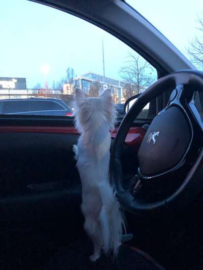 FOTOCHALLENGE 70 - Dein Hund im Auto-Beitrag-Bild