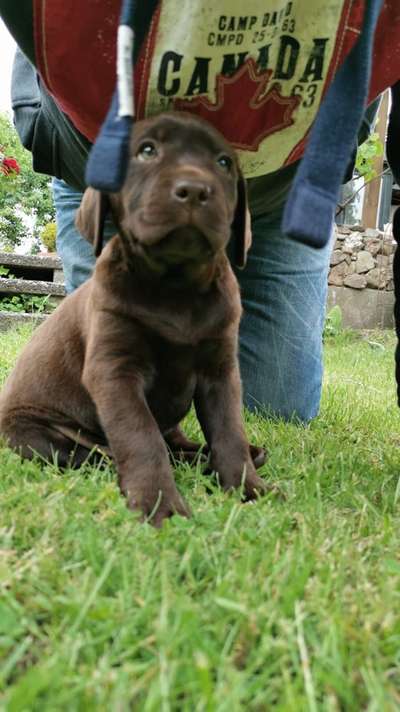 Zeigt her eure Labbis!-Beitrag-Bild