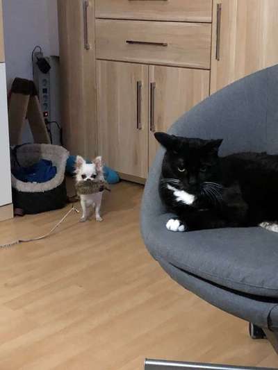 Andere Haustiere?-Beitrag-Bild