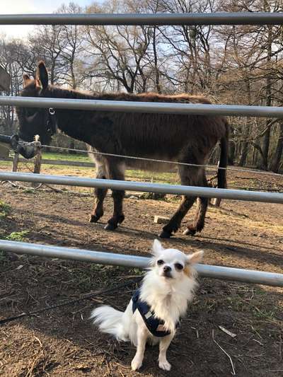 Bilder Hund und andere Tiere-Beitrag-Bild