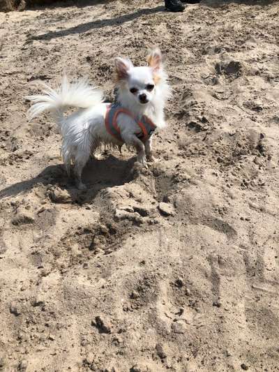 Hund und Natur-Beitrag-Bild