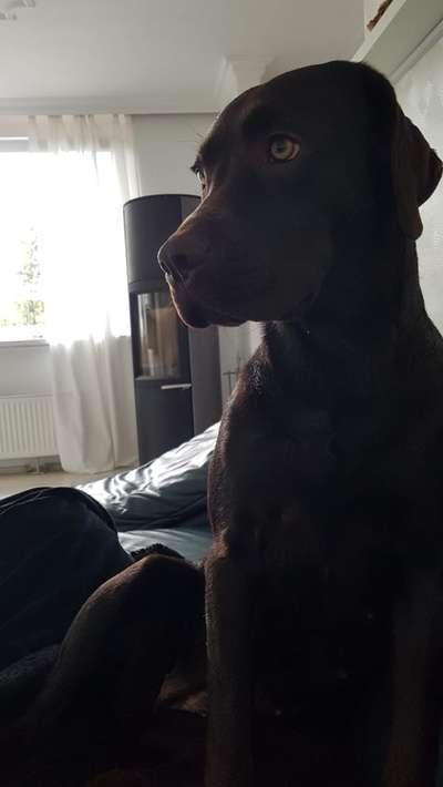 Zeigt her eure Labbis!-Beitrag-Bild