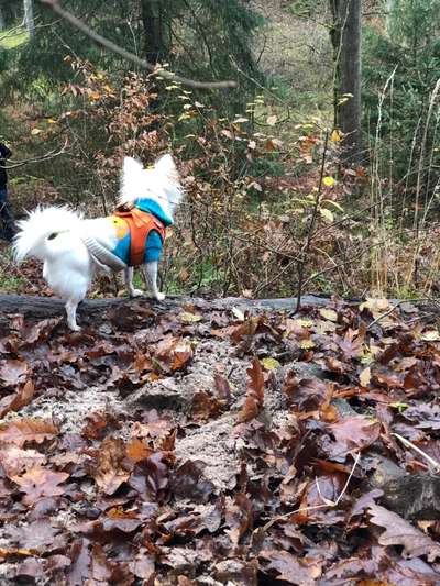 Fotochallenge No. 26                                     Wald und Wiese-Beitrag-Bild