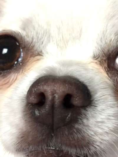 Zeigt her eure Hundenasen-Beitrag-Bild