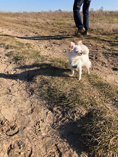 zeigt eure Hunde mit Ihren Frühlingsgefühlen:)-Beitrag-Bild