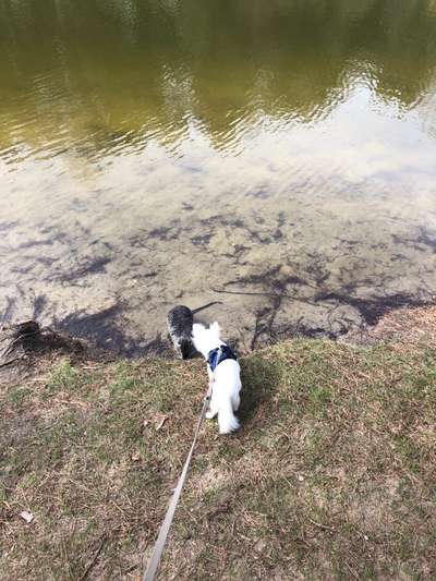 Fotochallenge Nr. 51 "Euer Hund mit anderen Tieren"-Beitrag-Bild