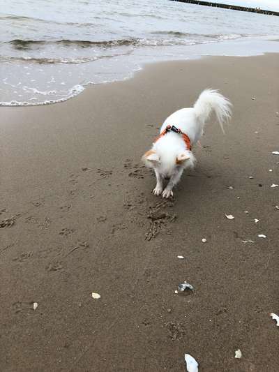 Challenge 41 - Mein Hund im Urlaub-Beitrag-Bild