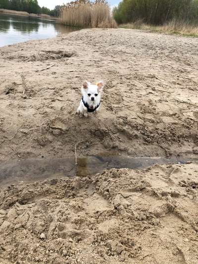 Hund und Natur-Beitrag-Bild