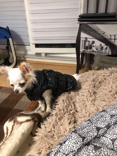 Kleidung für Chihuahua Mädchen (5 Monate jung)-Beitrag-Bild