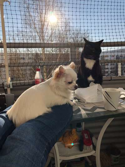 Hund & Katze - Zusammenleben-Beitrag-Bild