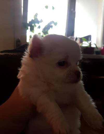 Chihuahua Ohren-Beitrag-Bild