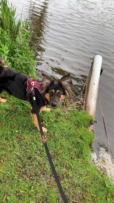 Hundetreffen-Spiel und gassi Runden-Bild