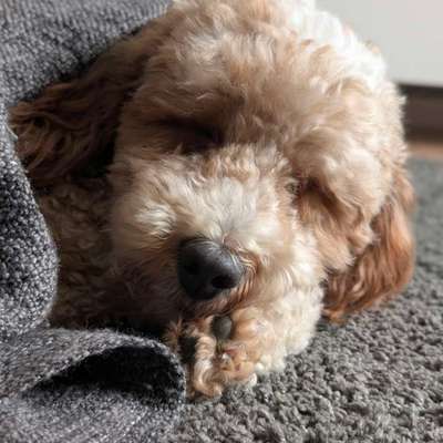 Hund bellt beim kleinsten Geräusch-Beitrag-Bild